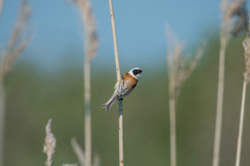 Eurasian penduline tit on a reeds