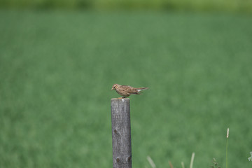 Eurasian skylark on a fence in the bird protection area Hjälstaviken close to Stockholm