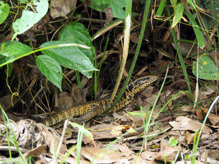 Wild Golden Tegu Lizard in a tropical forest in Suriname South-America