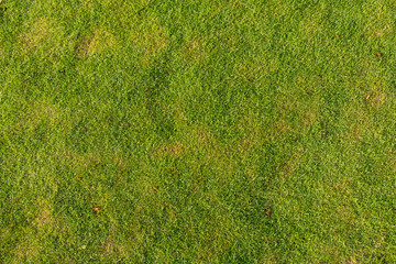 background of green grass