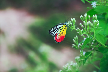 Butterflies are eating honey from flowers.