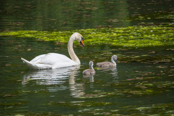 Swan with chicks in a pond at the Drottingholm island Stockholm