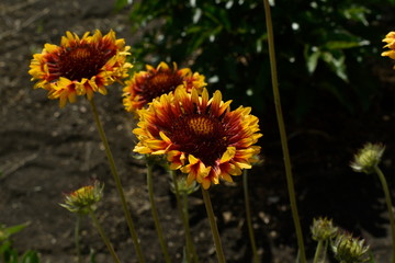 Obraz premium Colorful decorative summer garden flowers.