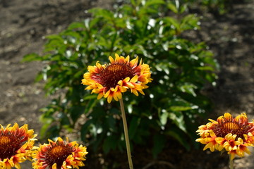 Colorful decorative summer garden flowers.