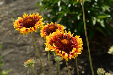 Colorful decorative summer garden flowers.