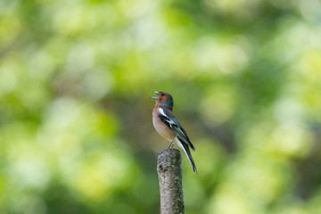 Common chaffinch singing from a pole on the Drotingholm island in Stockholm