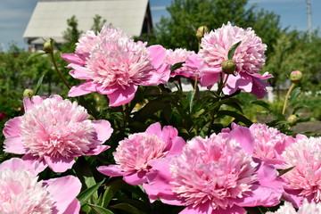 Colorful decorative summer garden flowers.
