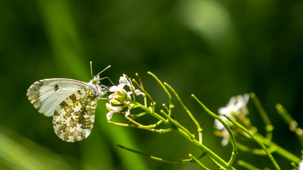 butterfly on flower