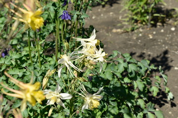 Colorful decorative summer garden flowers.