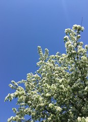 White flowers of a tree in spring