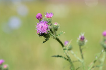 Blooming thistle on a sunny summer day close-up