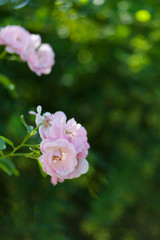 Rose flower photo. Beautiful spring or summer bloomingrose plant. Flower blossom bright image. Rose bush bloom.Selective focus, blurred background