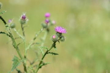 Blooming thistle on a sunny summer day close-up