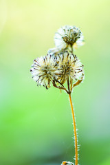 Closeup and Selective Focus Brown Grass.