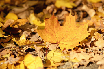 Naklejka na ściany i meble Fallen maple leaves on the ground.