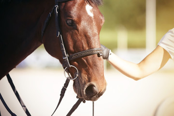 The girl's hand holds the bridle of a beautiful Bay horse with a white spot on his forehead, the muzzle of which is illuminated by the sunlight of summer.