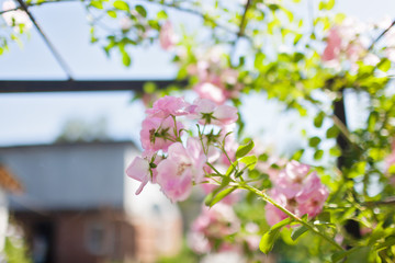 Rose flower photo. Beautiful spring or summer bloomingrose plant. Flower blossom bright image. Rose bush bloom.Selective focus, blurred background