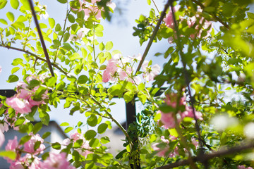 Rose flower photo. Beautiful spring or summer bloomingrose plant. Flower blossom bright image. Rose bush bloom.Selective focus, blurred background