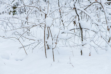 Branches of bushes in snow in the winter in cloudy snow weather.