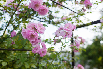 Rose flower photo. Beautiful spring or summer bloomingrose plant. Flower blossom bright image. Rose bush bloom.Selective focus, blurred background