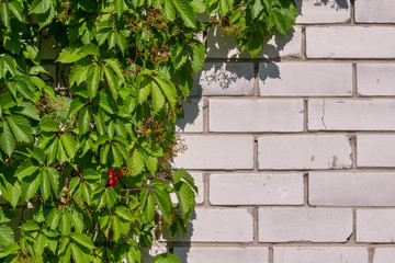 Obraz premium Thickets of wild grapes on a white brick wall. Natural background of green leaves. Summer sunny day.