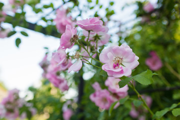 Rose flower photo. Beautiful spring or summer bloomingrose plant. Flower blossom bright image. Rose bush bloom.Selective focus, blurred background