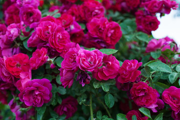 Rose flower photo. Beautiful spring or summer bloomingrose plant. Flower blossom bright image. Rose bush bloom.Selective focus, blurred background