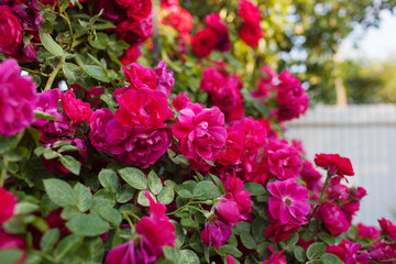 Rose flower photo. Beautiful spring or summer bloomingrose plant. Flower blossom bright image. Rose bush bloom.Selective focus, blurred background