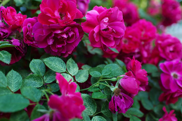 Rose flower photo. Beautiful spring or summer bloomingrose plant. Flower blossom bright image. Rose bush bloom.Selective focus, blurred background