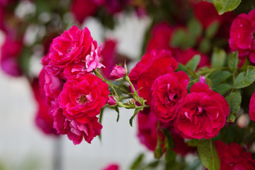Rose flower photo. Beautiful spring or summer bloomingrose plant. Flower blossom bright image. Rose bush bloom.Selective focus, blurred background