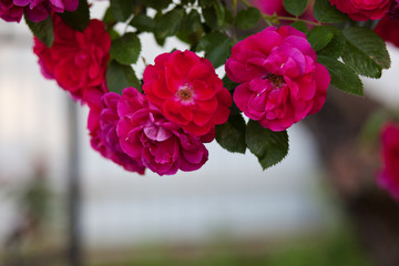 Rose flower photo. Beautiful spring or summer bloomingrose plant. Flower blossom bright image. Rose bush bloom.Selective focus, blurred background