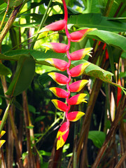 Fototapeta na wymiar Wild red and yellow Palulu plant Heliconia flower in tropical Suriname South-America