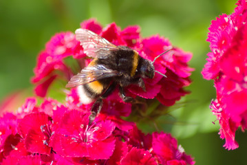 A shaggy black and orange bumblebee (Bombus) gathers nectar in the flowers of Turkish carnation. Wildlife insects