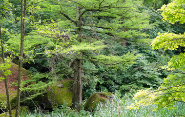 Magnificent forest, pines, trees, green grass.