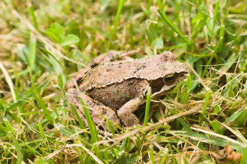 Common frog (Rana temporaria) in the grass in summer sunny day