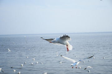 Seagulls are flying in the sky in the sea and looking for food,flying action bird.