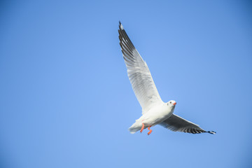 Fototapeta premium Seagulls are flying in the sky in the sea and looking for food,flying action bird.