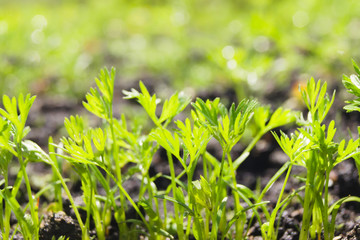 Sprouts of young carrots on a sunny day in the garden. Agriculture, cultivation of root crops