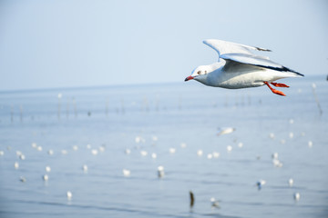 Seagulls are flying in the sky in the sea and looking for food,flying action bird.