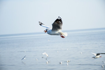 Seagulls are flying in the sky in the sea and looking for food,flying action bird.
