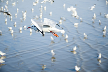 Seagulls are flying in the sky in the sea and looking for food,flying action bird.