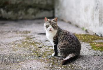 Naklejka na ściany i meble cat sitting on the street
