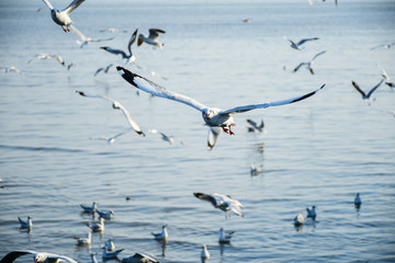 Seagulls are flying in the sky in the sea and looking for food,flying action bird.