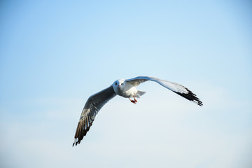 Obraz premium Seagulls are flying in the sky in the sea and looking for food,flying action bird.