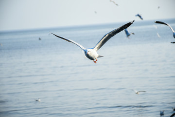 Seagulls are flying in the sky in the sea and looking for food,flying action bird.