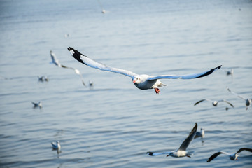 Seagulls are flying in the sky in the sea and looking for food,flying action bird.