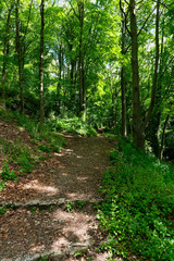Fototapeta na wymiar Woodland path passes between tall ash trees up to High Tor, near Matlock Bath in Derbyshire