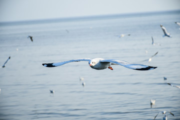 Seagulls are flying in the sky in the sea and looking for food,flying action bird.