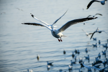 Seagulls are flying in the sky in the sea and looking for food,flying action bird.