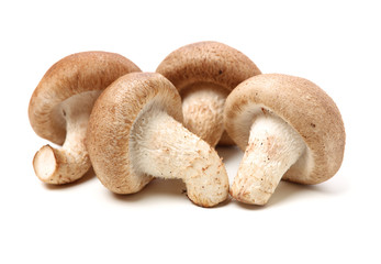 Shiitake mushroom on the White background 